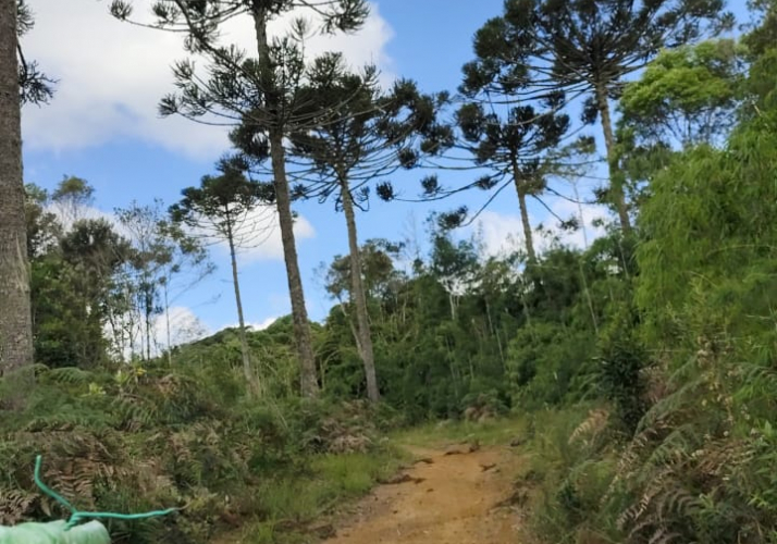 Terreno Rural para sitio ou chacara - 62 Hectares - Vidal Ramos - 930 Mil